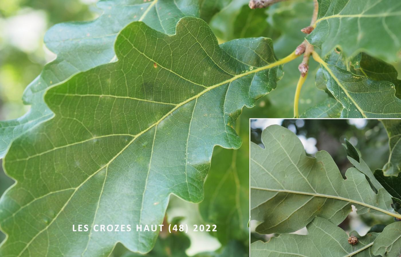 Oak, Sessile leaf